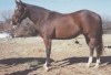 Horse For Sale: Go Icee Baby- Photo 1