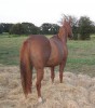 Horse For Sale: Shesa Sassy GoGo- Photo 1