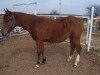 Horse SOLD: Captain Morgan- Photo 1