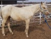 Horse SOLD: Cougar Grndson Hollywood Lynx- Photo 1