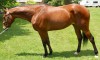 Horse For Sale: Rich Details- Photo 1
