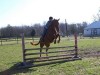 Horse For Sale: Rude Awakening- Photo 1