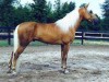 Horse For Sale: American Walking Pony(Tagge and Gess)- Photo 1