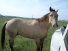 Horse For Sale: Frost Em Diamond- Photo 1