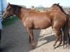 Horse For Sale: SWIFT LOOKER- Photo 1