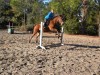 Horse SOLD: Trucker- Photo 1