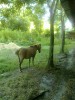 Horse For Sale: alvin- Photo 1