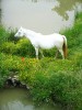 Horse For Sale: lily- Photo 1
