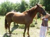 Horse For Sale: Ranger aka Playboys Blaze R- Photo 1