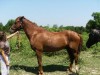 Ranger aka Playboys Blaze R- Photo 2