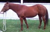 Horse For Sale: Betty Val- Photo 1