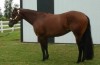 Horse For Sale: Spike & Camilla- Photo 1