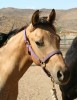 Horse For Sale: Hesa Sweet Banker- Photo 1