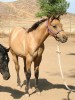 Hesa Sweet Banker- Photo 2