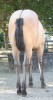 Hesa Sweet Banker- Photo 3