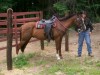 Horse SOLD: duke- Photo 1