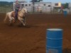 Horse For Sale: Lil' Red Lacey Rose (AKA Dixie)- Photo 1