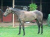 Horse For Sale: He Is A Prince- Photo 1