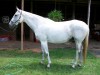 Horse For Sale: Rich Lieutenant - Photo 1