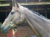 He Is A Prince- Photo 3