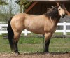 Horse For Sale: CHEX AND JAVEL- Photo 1