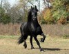Horse For Sale: Kent- Photo 1
