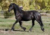 Horse For Sale: Kent- Photo 1