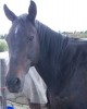 Horse For Sale: Daisy Mae- Photo 1