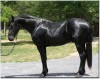 Horse For Sale: lonely- Photo 1