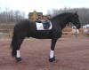 Horse For Sale: jack- Photo 1