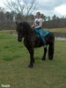 Horse For Sale: Teade- Photo 1