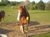 Horse For Sale: Charlie- Photo 1