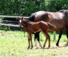 Horse For Sale: Bunny- Photo 1