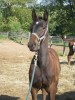 Horse For Sale: Sherman- Photo 1