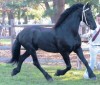 Horse For Sale: pookie- Photo 1