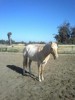 Razo- Photo 2