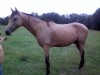 Horse For Sale: Bandit- Photo 1