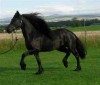 Horse For Sale: Janet- Photo 1