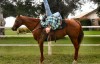 MS Impress Pep- Photo 3