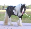 Horse For Sale: Drum Horses- Photo 1