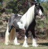 Drum Horses- Photo 2