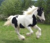 Drum Horses- Photo 3