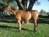 Horse For Sale: Skips Star reward- Photo 1