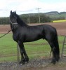 Horse For Sale: rojie- Photo 1