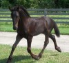 Horse For Sale: FLASHY 2009 FRIESIAN COLT OUT OF FULL-PAPER STAR- Photo 1