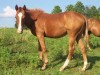 Horse For Sale: Super cutting Quarter horse prospect- Photo 1