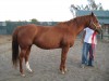 Horse For Sale: Impressive Touchdown- Photo 1