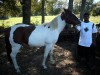 Horse For Sale: bow- Photo 1