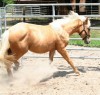Horse For Sale: Dolled Up N Diamonds- Photo 1