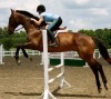 Horse For Sale: Badger- Photo 1